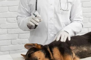 Curso gratuito de Básico em Vacinação Canina
